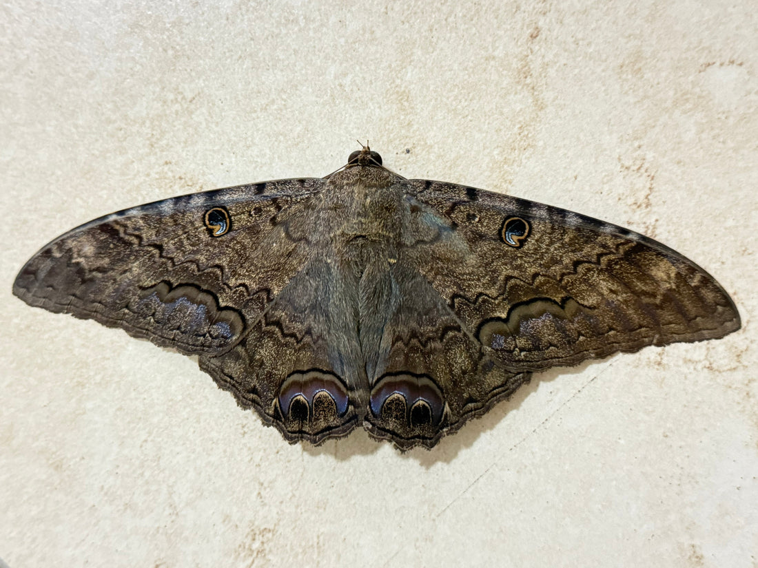 The Moth That Wouldn't Leave