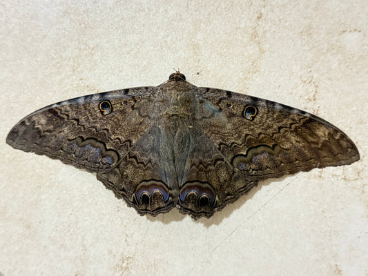 The Moth That Wouldn't Leave