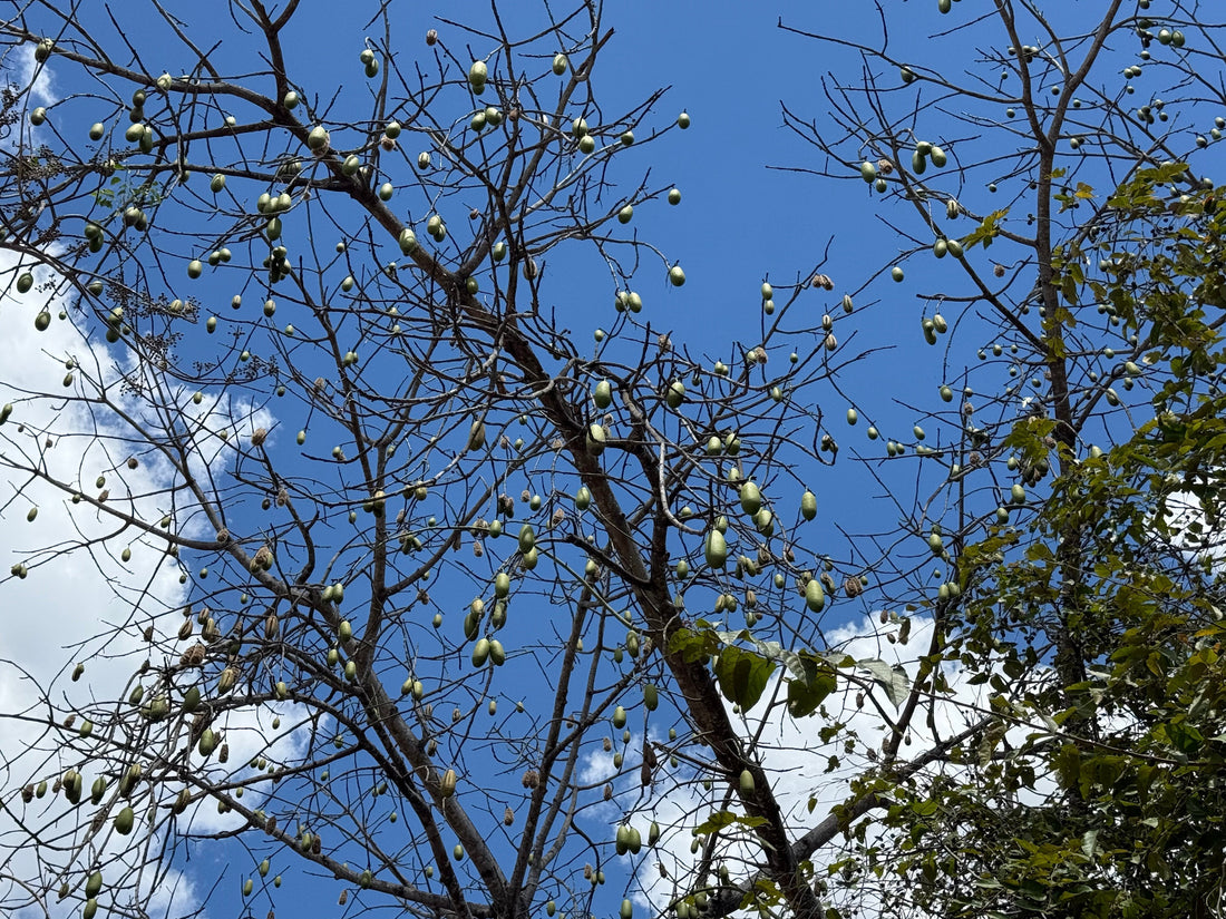 The Way Trees Hold Themselves